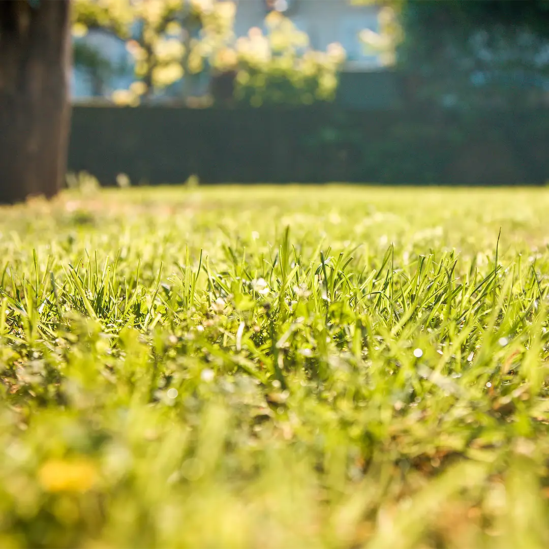 close up of grass