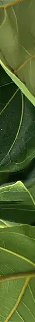 Eucalyptus leaves with prominent veins and smooth edges.